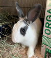 adoptable Rabbit in  named RHINO