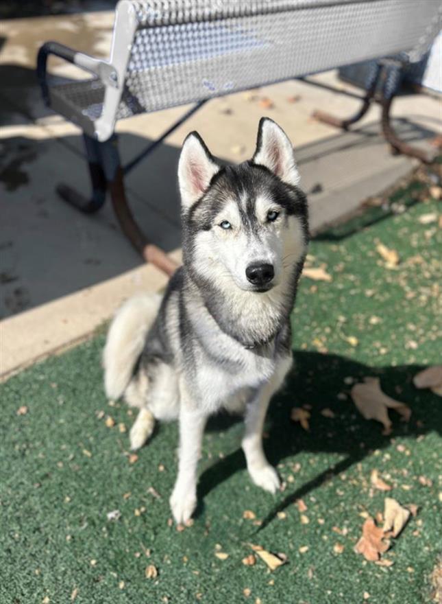 adoptable Dog in Chula Vista, CA named SIMON