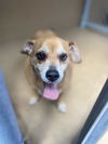 adoptable Dog in Chula Vista, CA named FESTUS