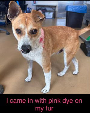 adoptable Dog in Chula Vista, CA named CHESTNUT