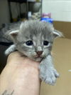 adoptable Cat in Chula Vista, CA named JIMMY