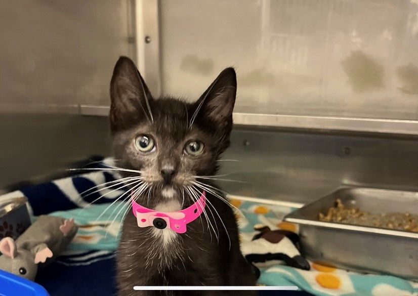 adoptable Cat in Chula Vista, CA named ABBY