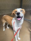 adoptable Dog in Chula Vista, CA named CRACKLE DOODLE DONKEY