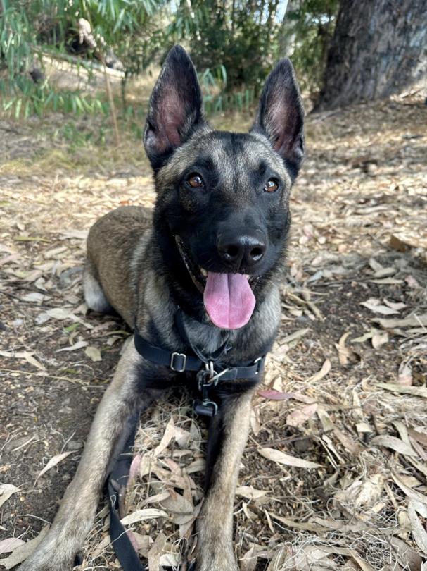 adoptable Dog in Chula Vista, CA named PETER QUILL