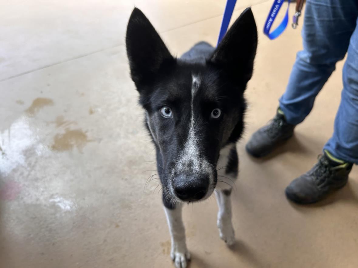 adoptable Dog in Chula Vista, CA named KODA