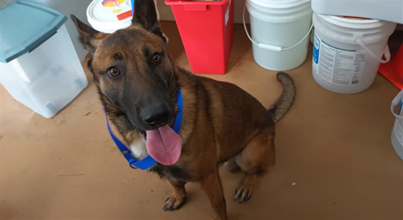 adoptable Dog in Chula Vista, CA named A256945