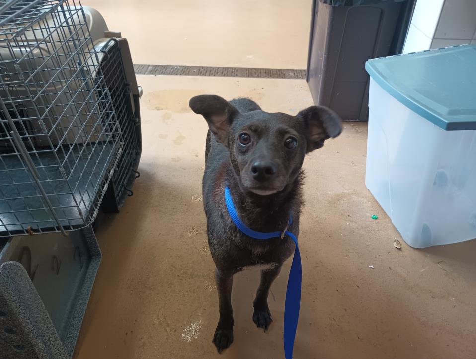 adoptable Dog in Chula Vista, CA named CHELSEA