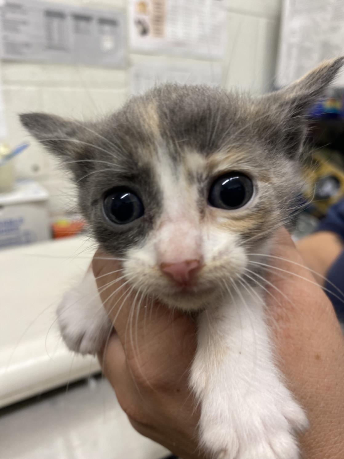 adoptable Cat in Chula Vista, CA named A256020