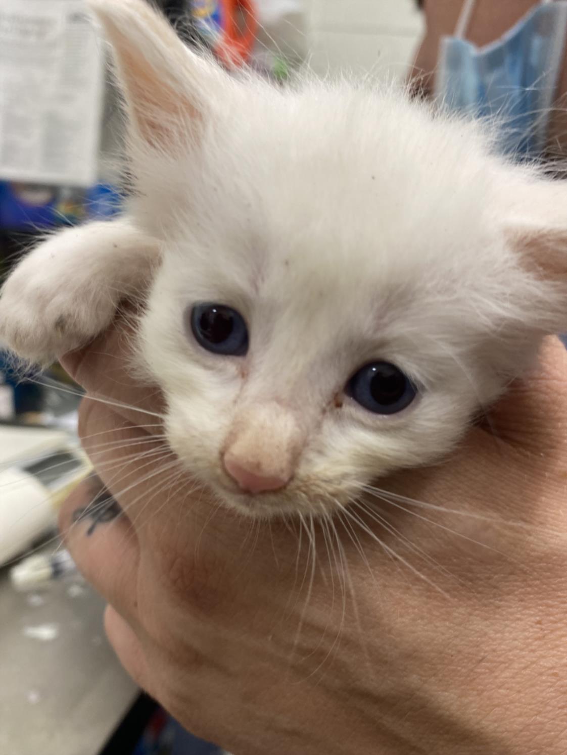 adoptable Cat in Chula Vista, CA named A256022