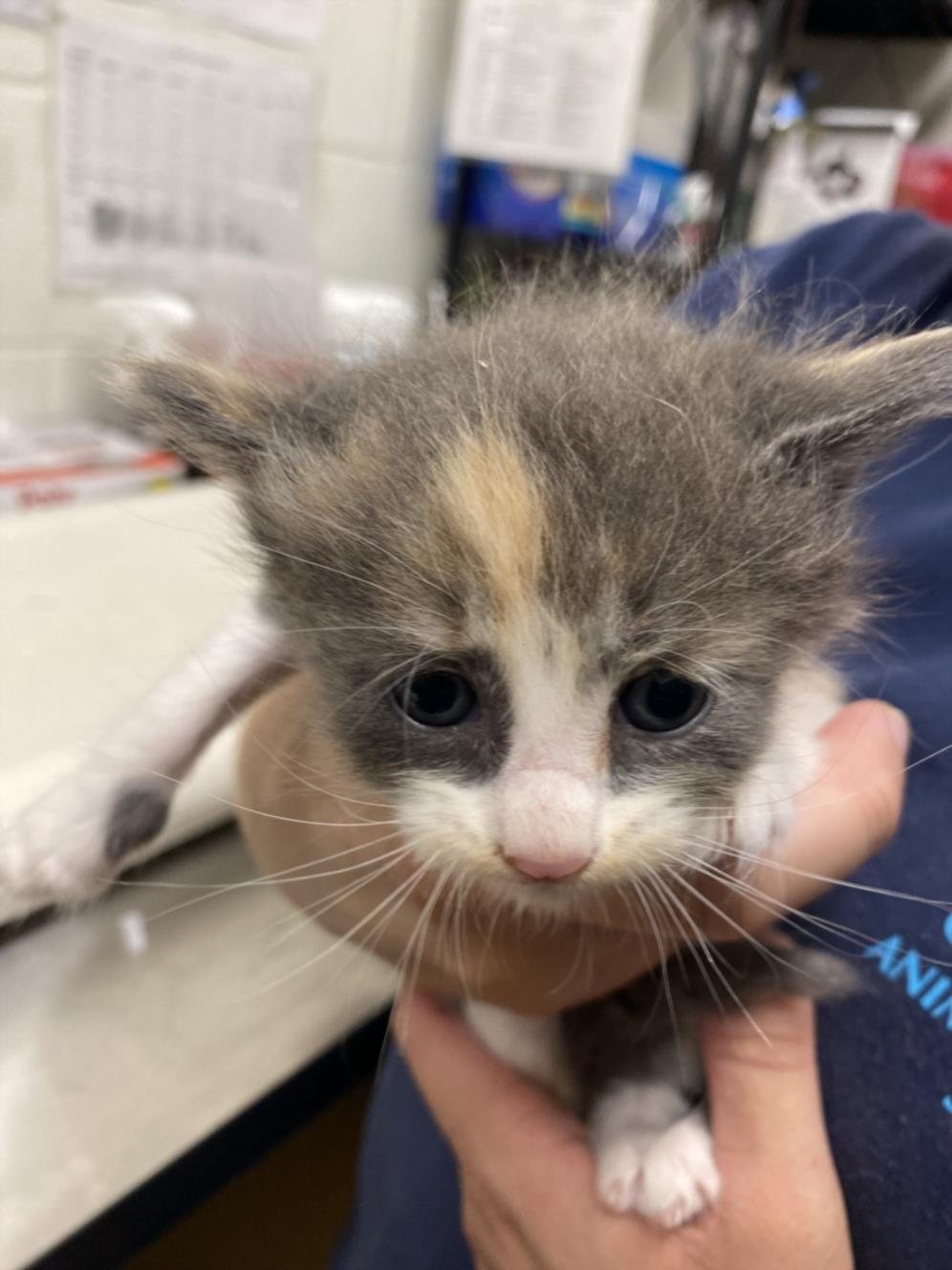 adoptable Cat in Chula Vista, CA named A256023