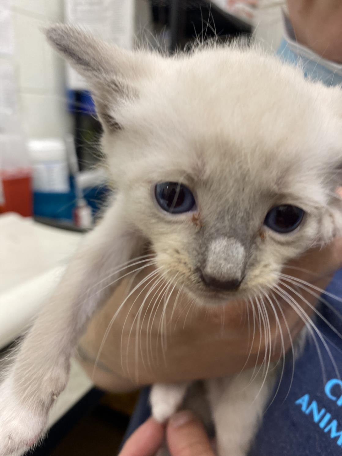 adoptable Cat in Chula Vista, CA named A256024