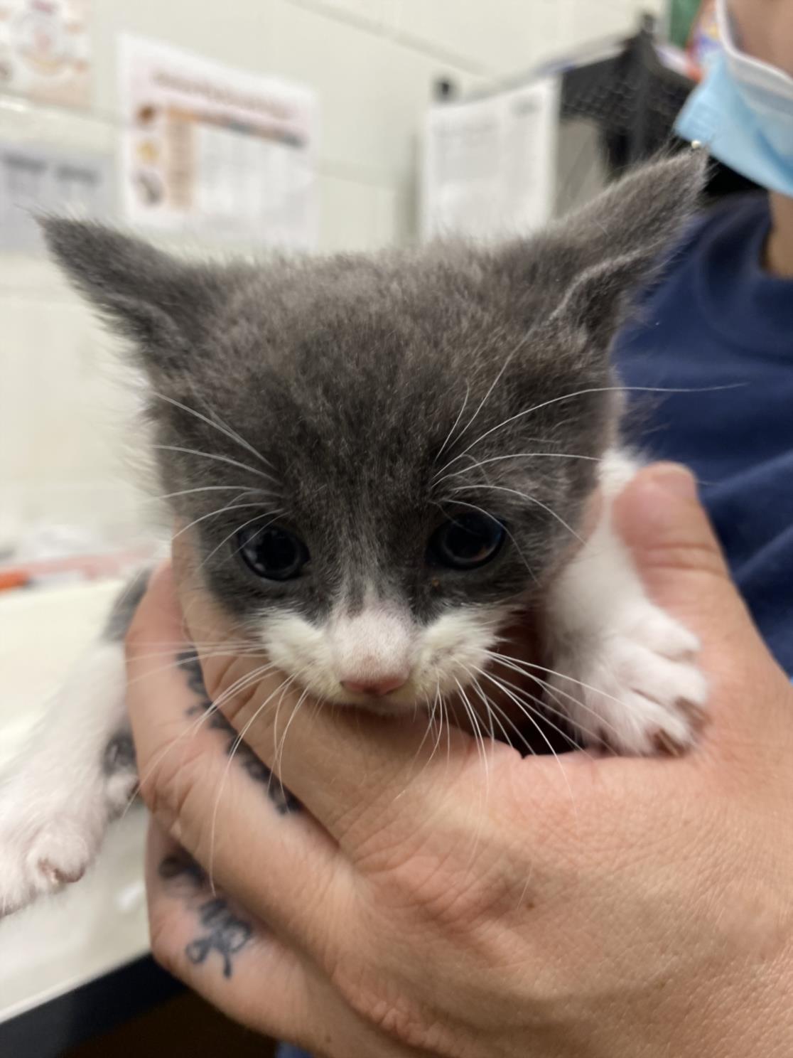 adoptable Cat in Chula Vista, CA named A256025