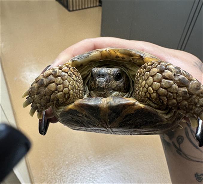 adoptable Tortoise in Chula Vista, CA named A257160