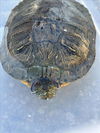 adoptable Turtle in  named A258171