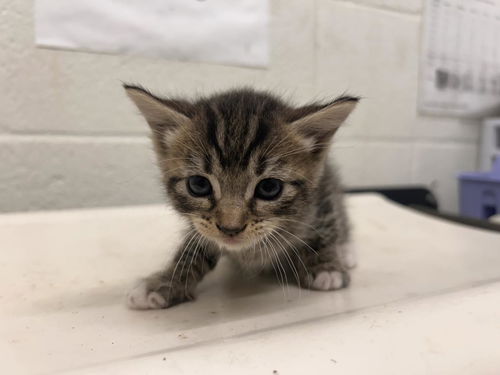 picture of the cat needing adoption