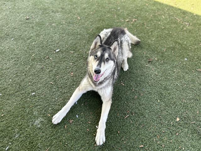 adoptable Dog in Chula Vista, CA named LILY