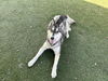 adoptable Dog in  named LILY