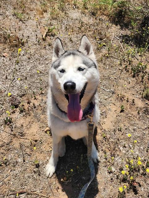 adoptable Dog in Chula Vista, CA named NEWMAN