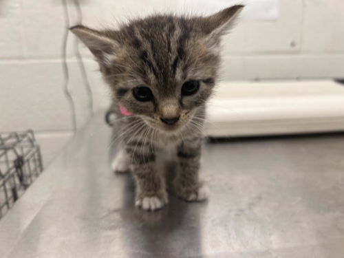 picture of the cat needing adoption