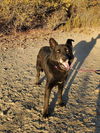 adoptable Dog in Vista, CA named RAPIDASH