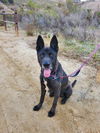 adoptable Dog in Vista, CA named FELIPE