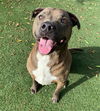adoptable Dog in  named DEXTER