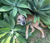 adoptable Dog in  named MAX