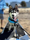 adoptable Dog in  named HARLEY