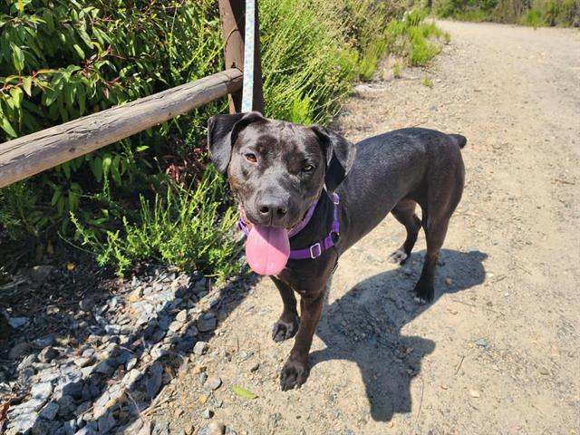 adoptable Dog in Chula Vista, CA named FLORA MARIE