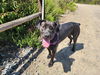 adoptable Dog in Vista, CA named FLORA MARIE