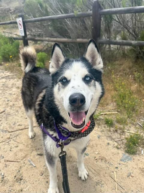 picture of the dog needing adoption