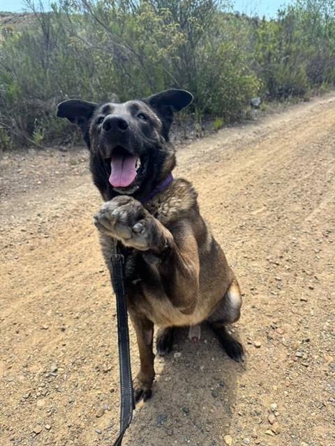 adoptable Dog in Chula Vista, CA named JAXSON
