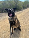 adoptable Dog in  named JAXSON