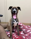 adoptable Dog in Vista, CA named CRICKET