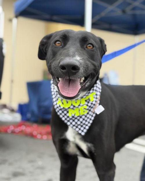 picture of the dog needing adoption