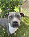 adoptable Dog in Vista, CA named SILVER