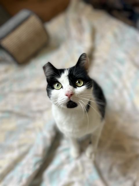 picture of the cat needing adoption