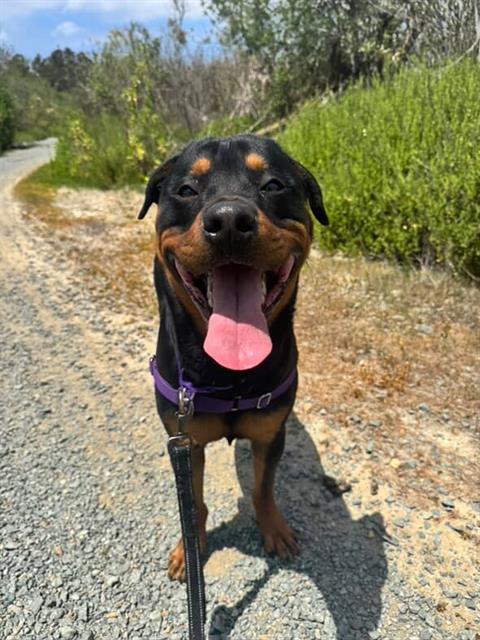 picture of the dog needing adoption