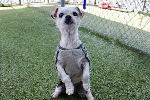 picture of the dog needing adoption