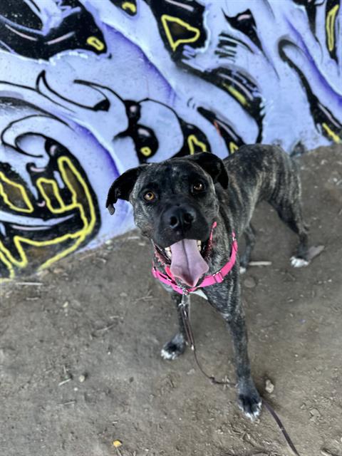 adoptable Dog in Chula Vista, CA named BOWIE