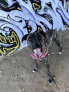 adoptable Dog in Vista, CA named BOWIE