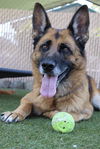 adoptable Dog in  named JINGLES