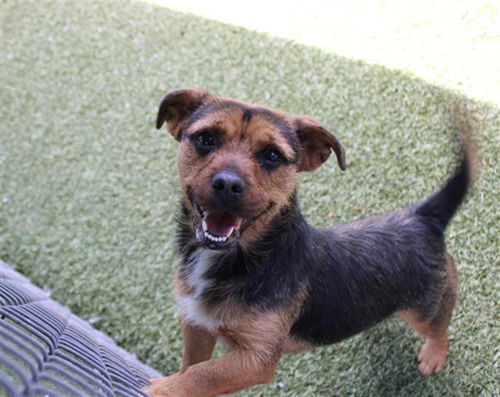 picture of the dog needing adoption