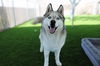 adoptable Dog in Vista, CA named MATEO