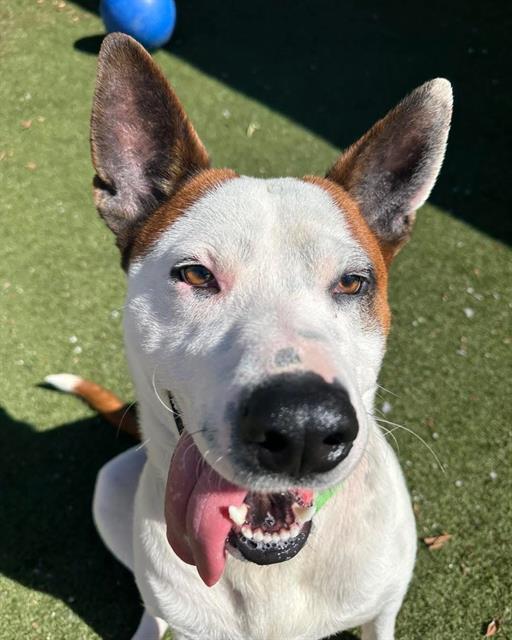 adoptable Dog in Chula Vista, CA named SPOT