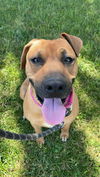 adoptable Dog in Vista, CA named NESSY