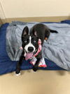 adoptable Dog in Vista, CA named JULIETA