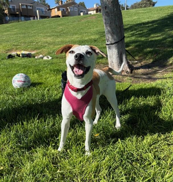 adoptable Dog in Chula Vista, CA named DAPHNE