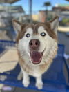 adoptable Dog in  named CINDER
