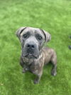 adoptable Dog in Vista, CA named ISABELLA